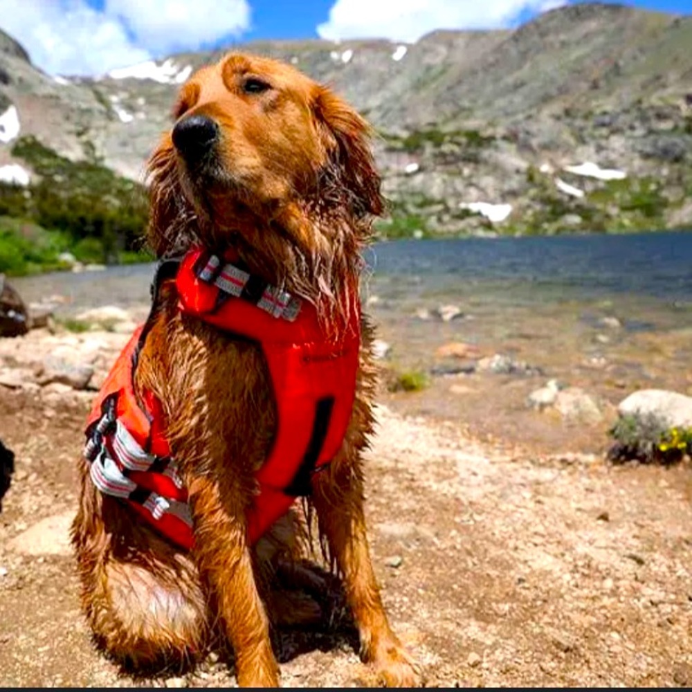 CLEARANCE SALE Backcountry x Petco The Dog Flotation Vest